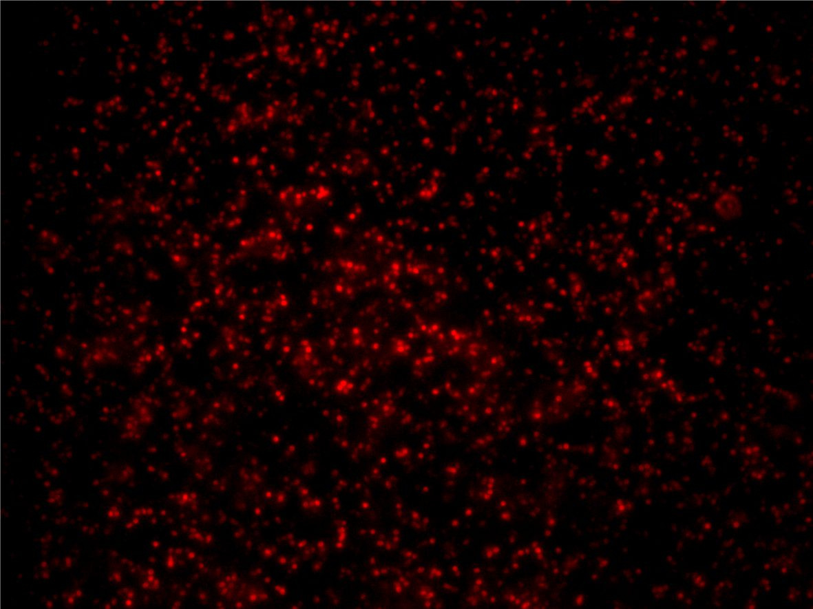 Insights into the Regulation of Gene Transfer Agent Production 