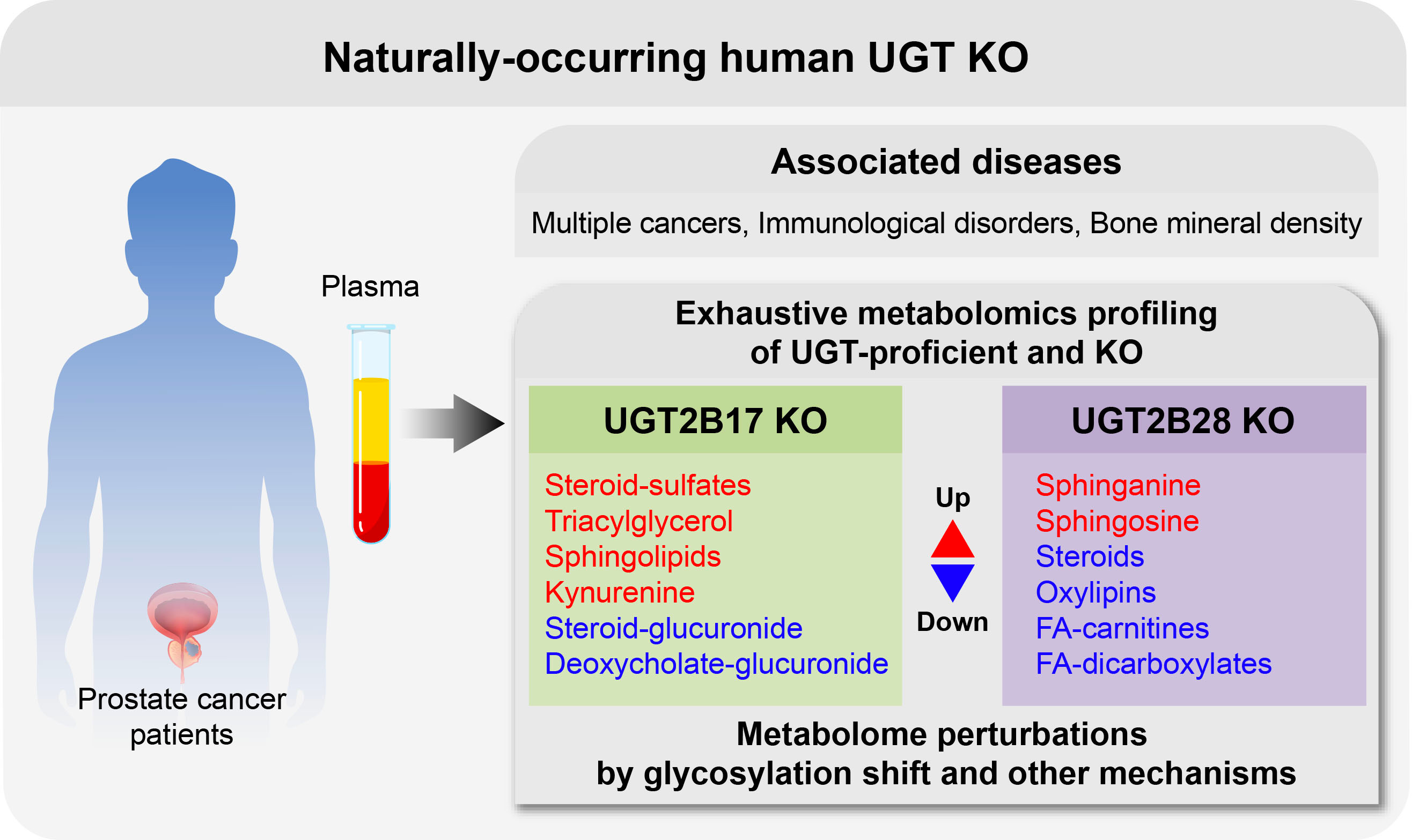 Deciphering gene functions with human knockouts
