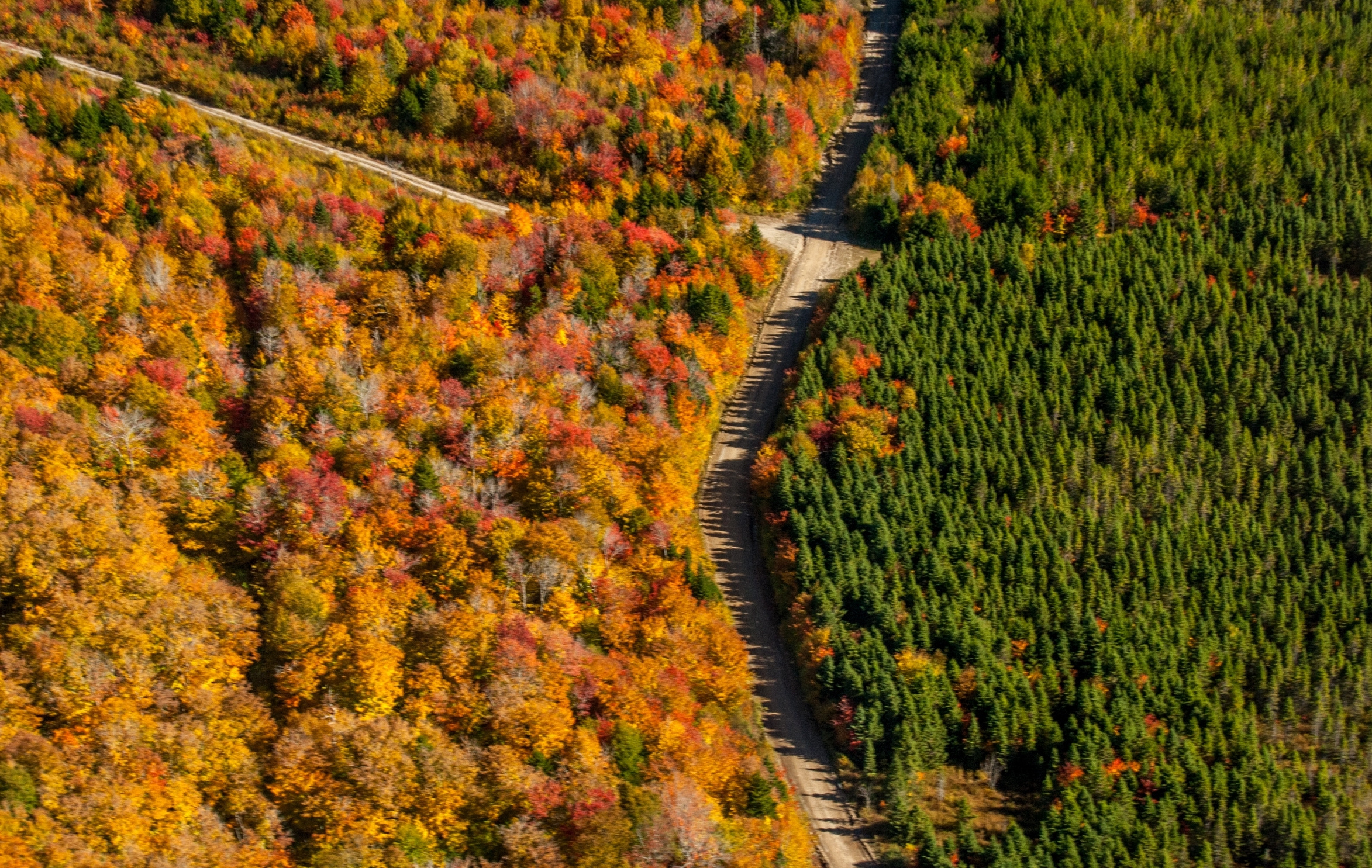 Forest Degradation: a hidden driver of biodiversity loss?