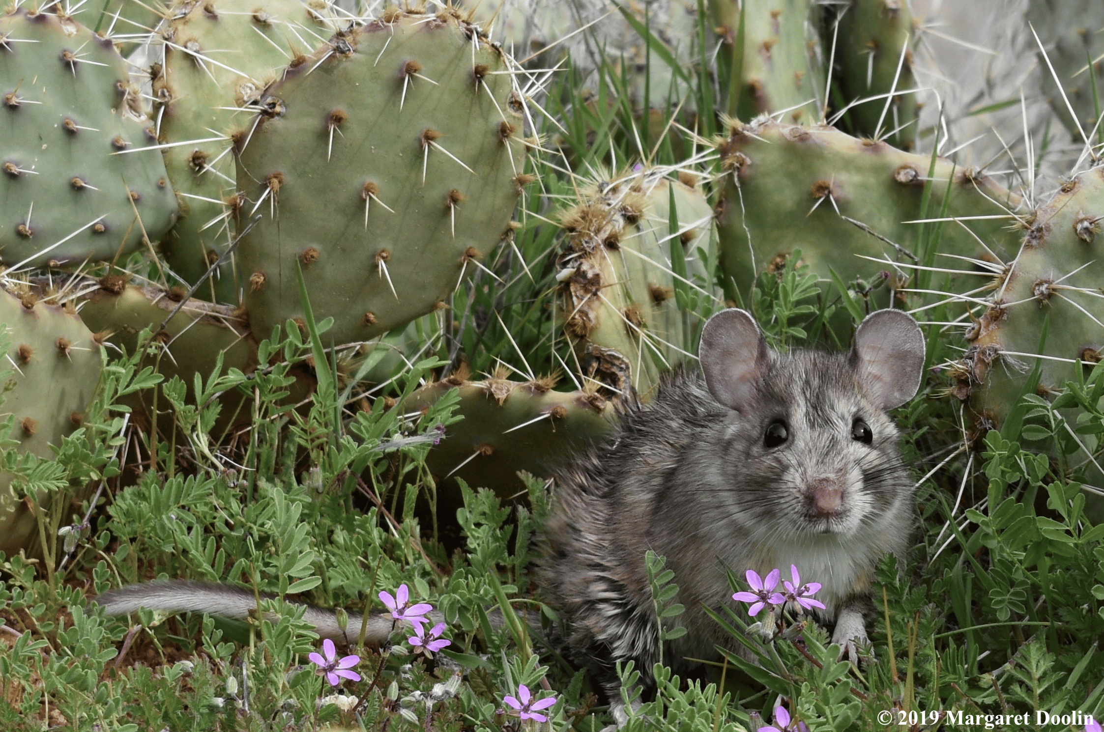 NATURAL DIETS MAINTAIN NATIVE MICROBIOMES IN ARTIFICIAL ENVIRONMENTS