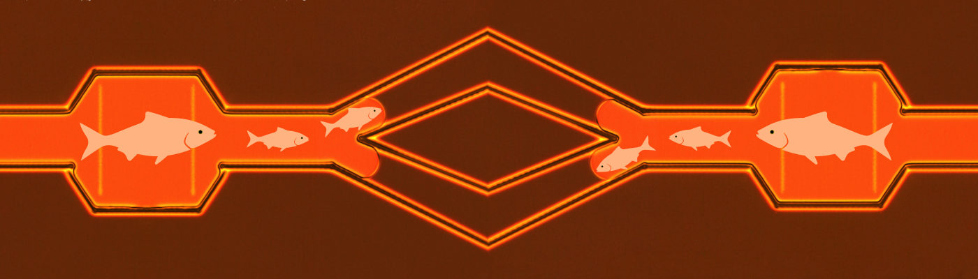 Bringing Order to Disorder in Liquid Crystals