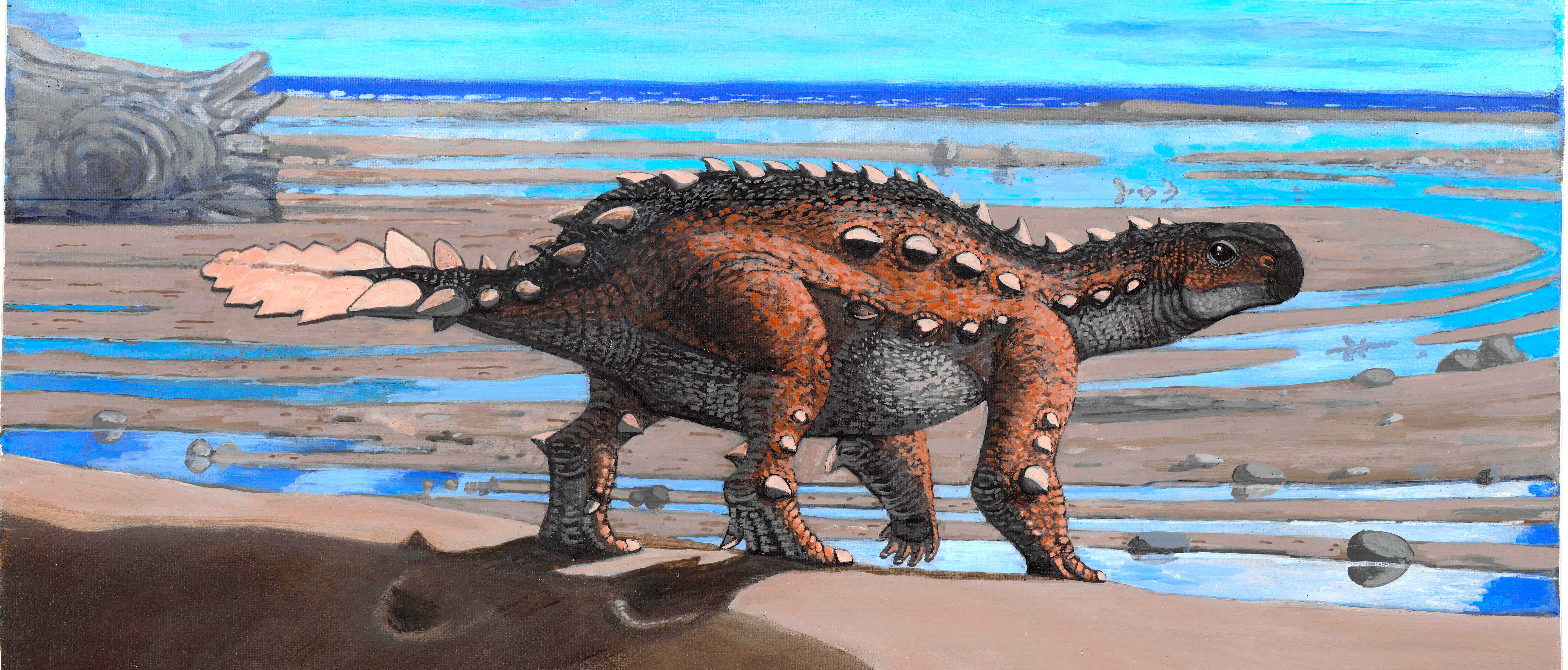 Bizarre tail weaponry in a transitional ankylosaur from subantarctic Chile