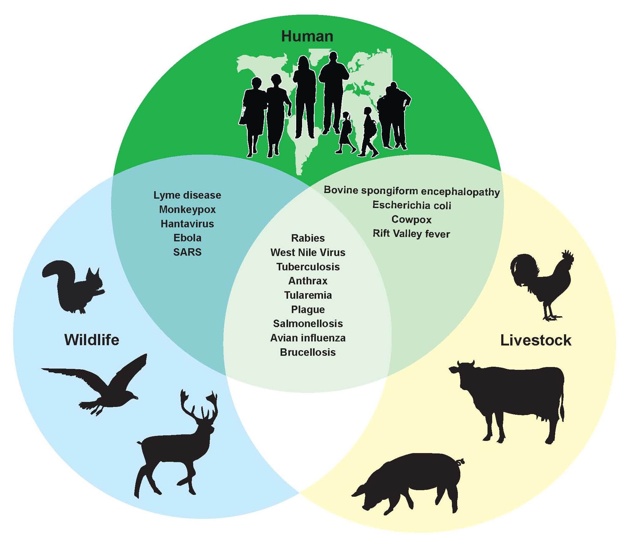 Forecasting zoonotic disease risks in a changing climate