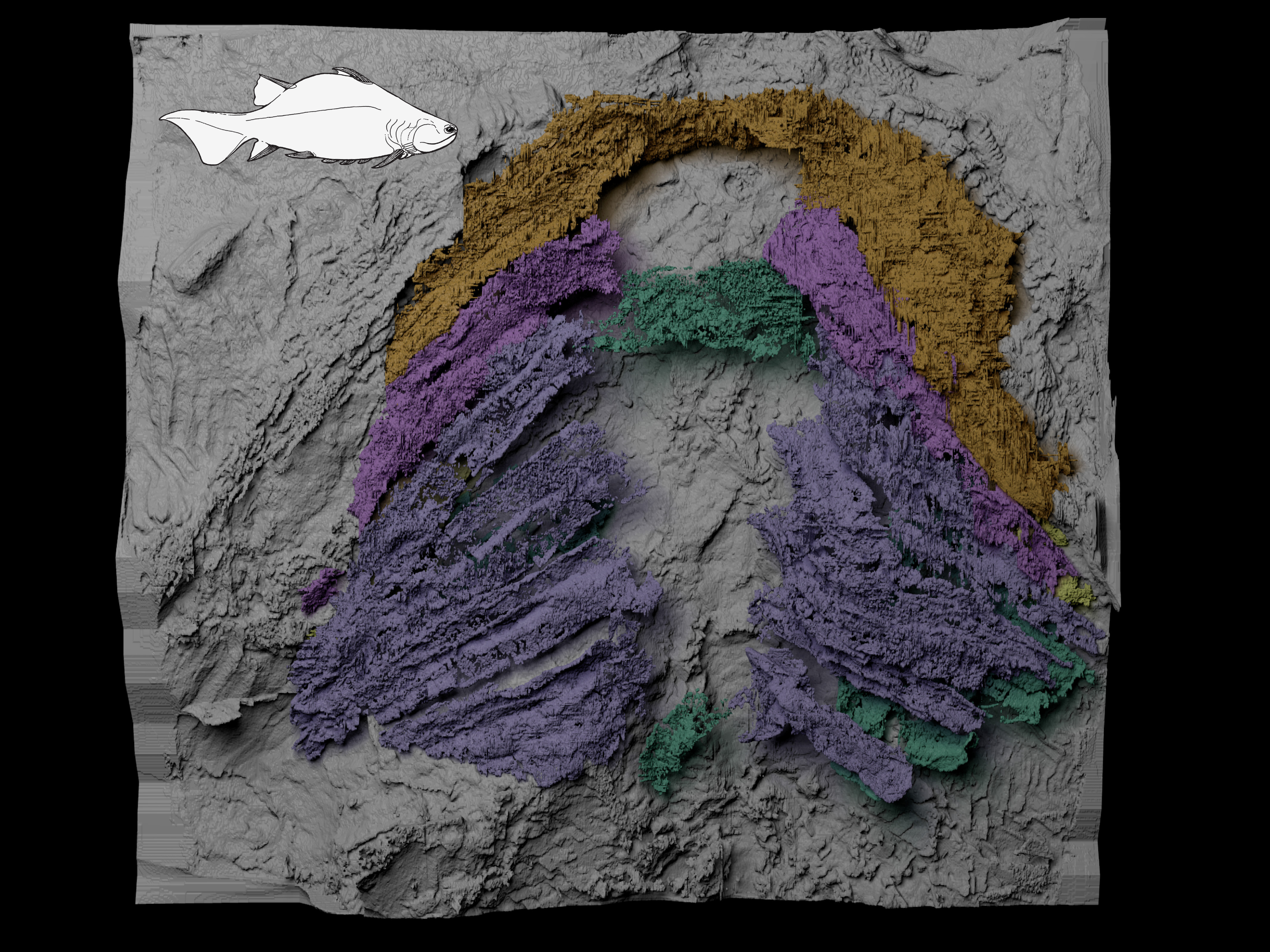A fossilised gill skeleton in an early shark relative