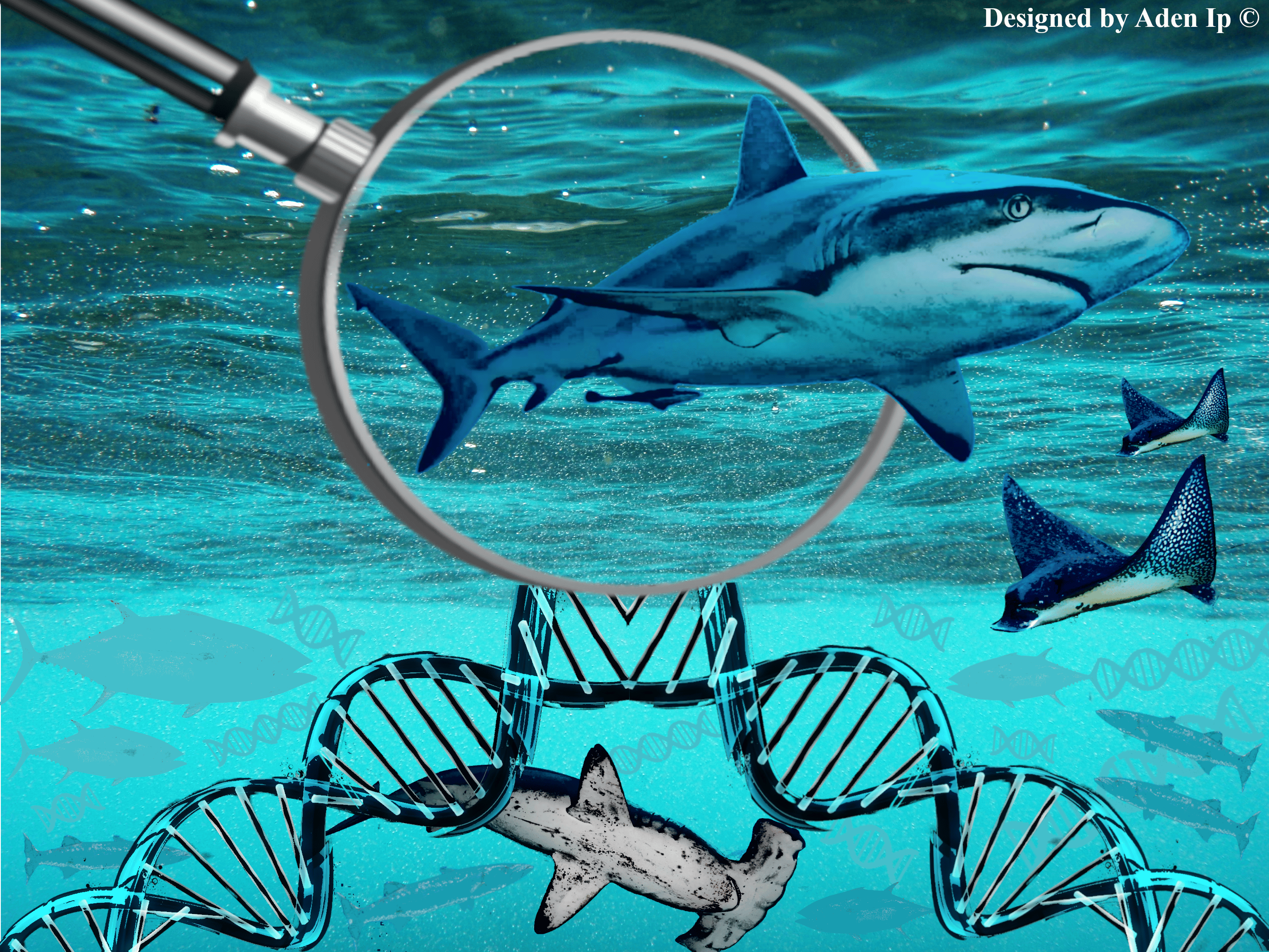 eDNA as a jawsome tool for ‘Seq’-ing sharks