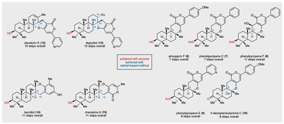 A Tale of Two Enzymes (and Nine Meroterpenoids)