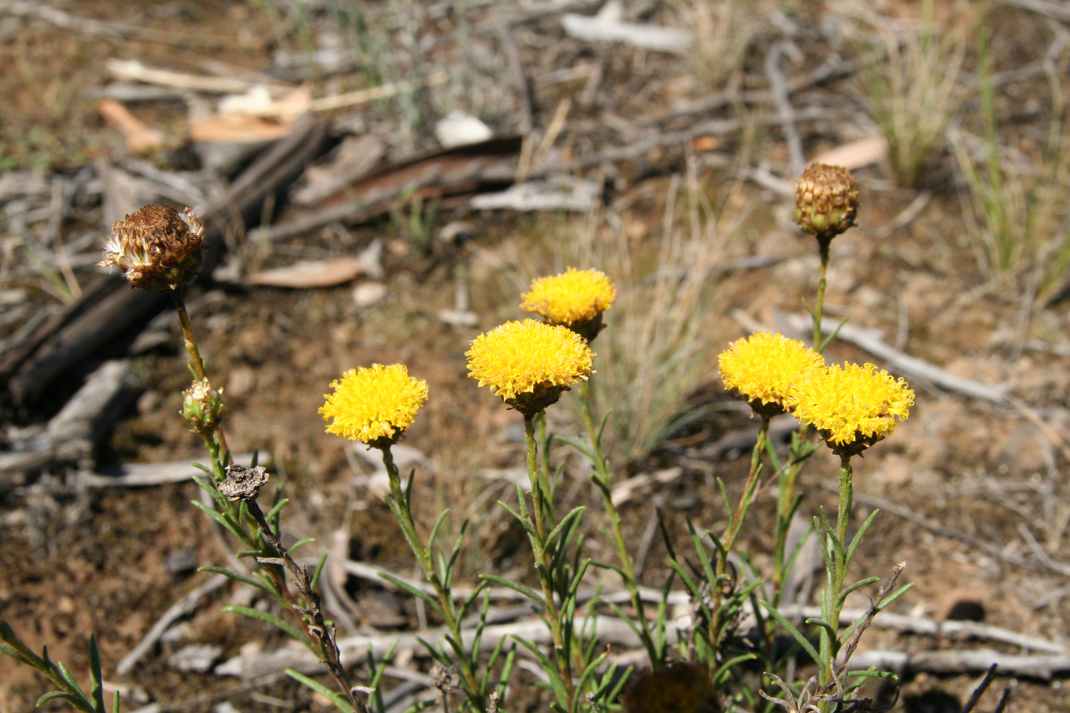 Bridging the gap: strong divergence between northern and southern populations of an endangered daisy and what it means for genetic management