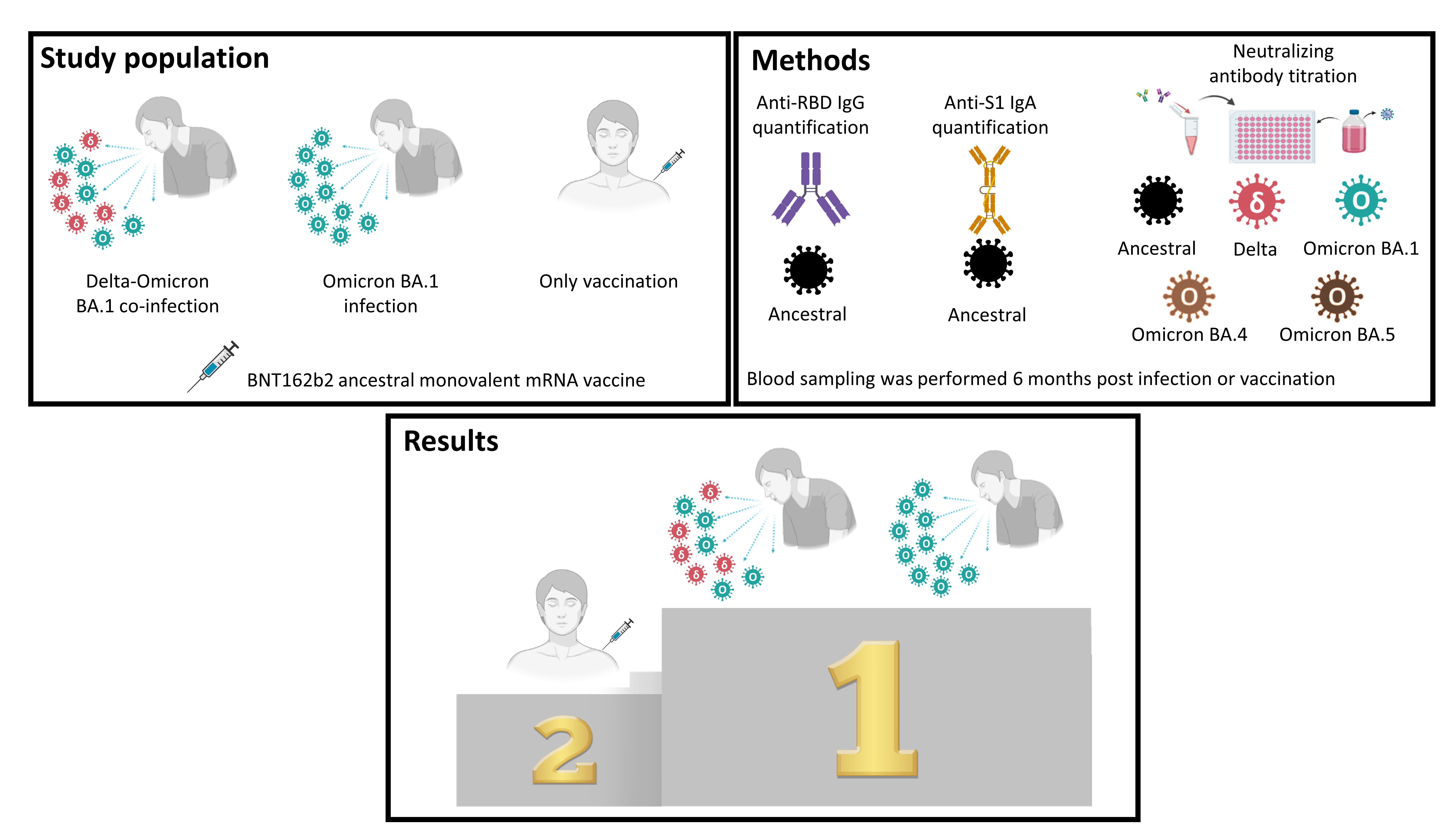Long-term humoral response following Delta and Omicron BA.1 co-infection