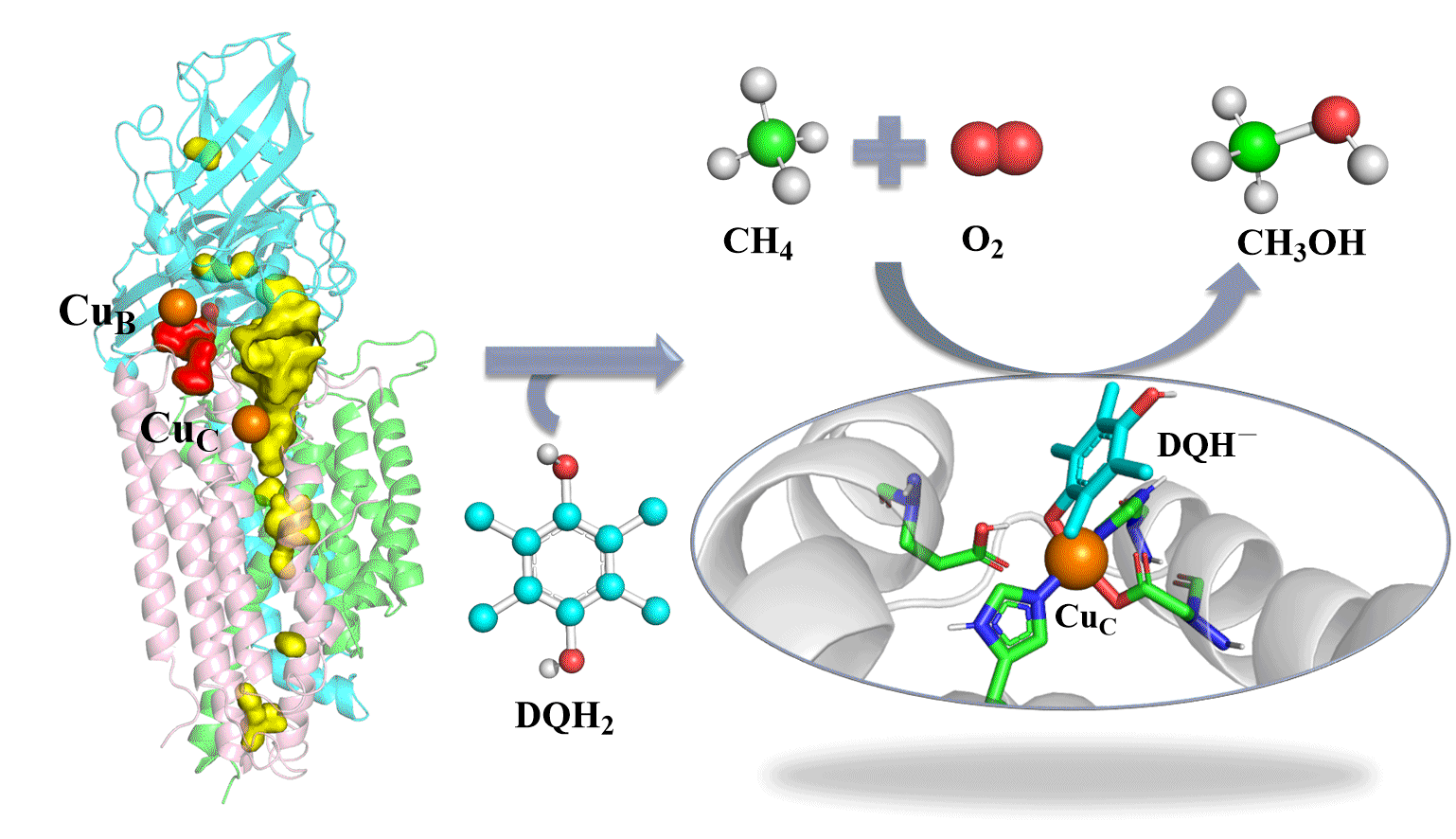 Deciphering the Oxygen Activation Mechanism at the CuC Site of Particulate Methane Monooxygenase