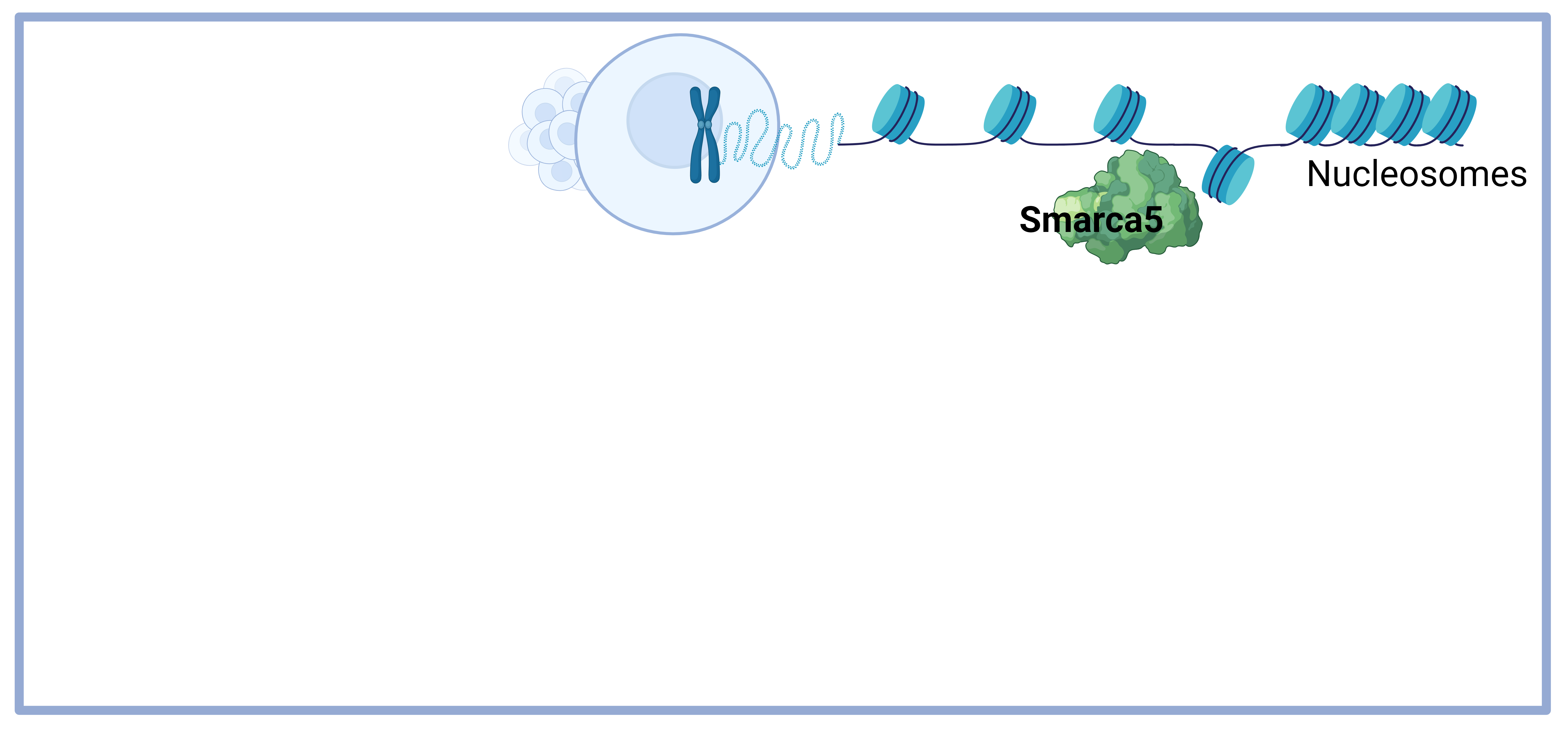 Hematopoietic stem cells use chromatin-remodeling factors for specific processes: the story of Smarca5.