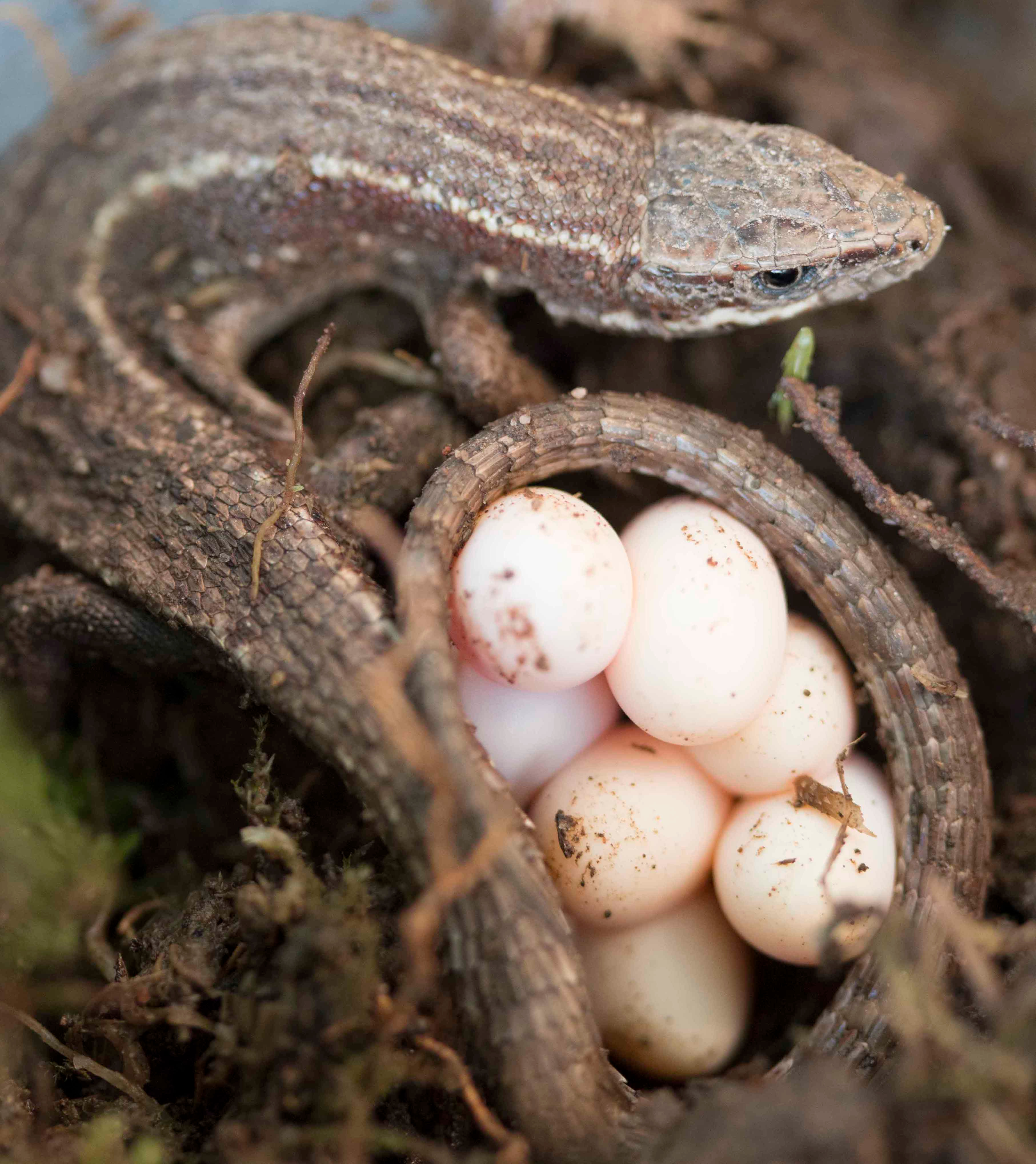 The functional genetic architecture of egg-laying and live-bearing reproduction in common lizards