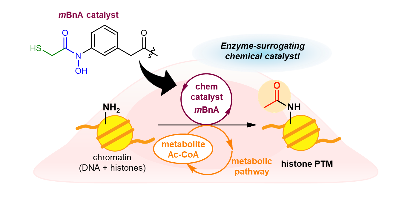 A chemical catalyst that promotes histone acetylation like enzymes in live cells