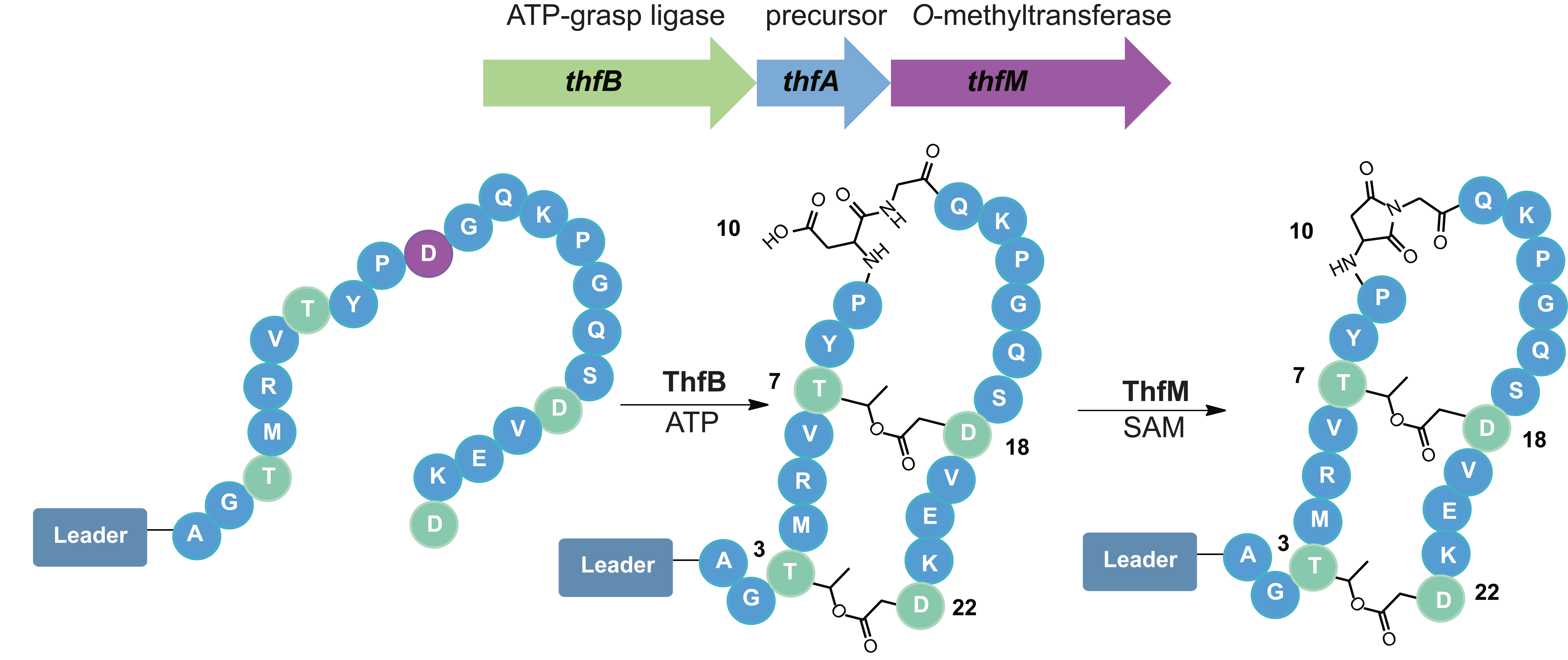 An Aspartimide Containing Graspetide RiPP