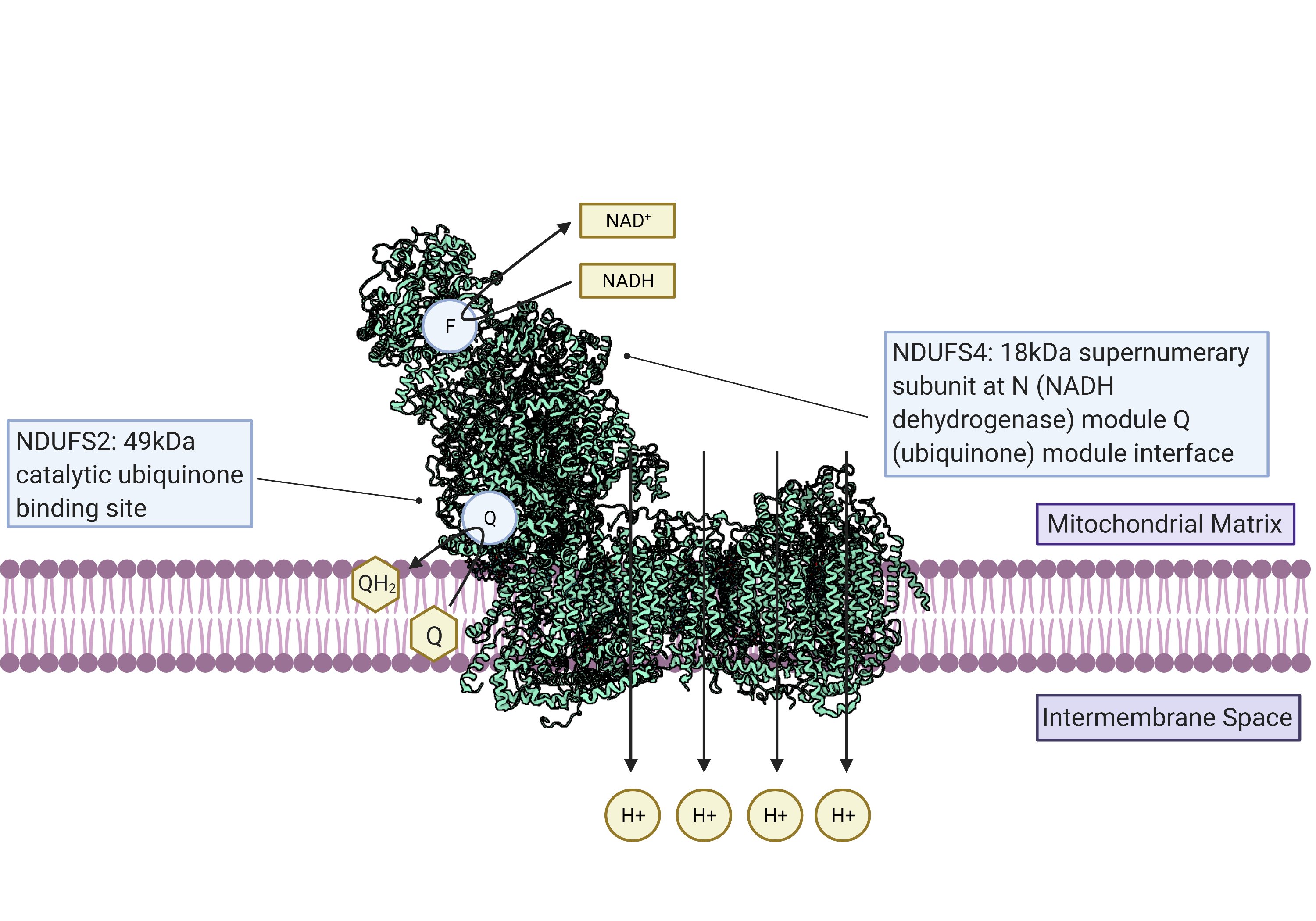 Mitochondrial gene expression, ETC function, and aging: towards disentangling causality