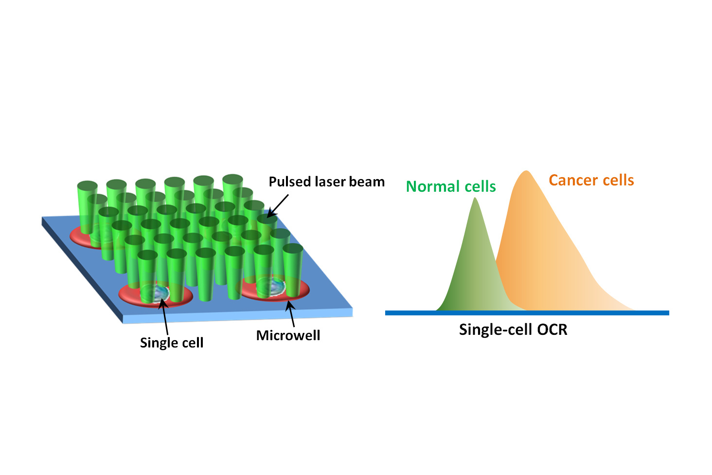 A New Way to Characterize Cellular Heterogeneity in Tumours 