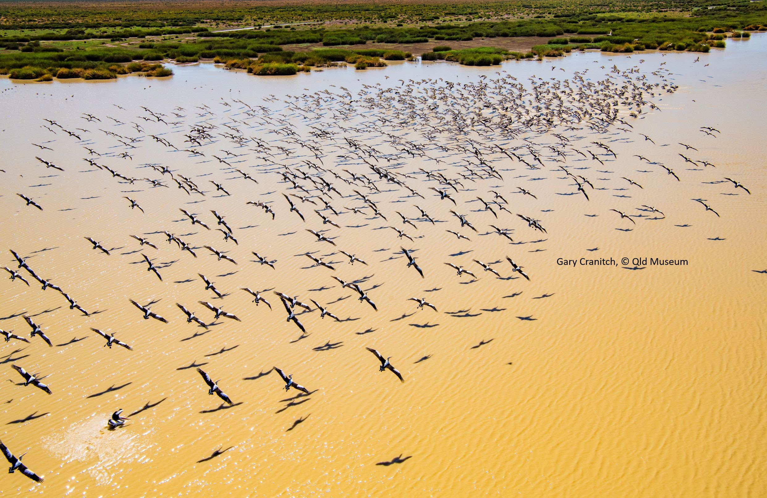 Aerial surveys of waterbirds in Australia 1983-2019