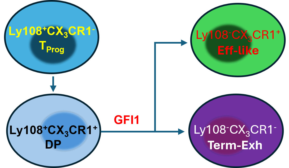 Gfi1, a newcomer to the realm of T cell exhaustion