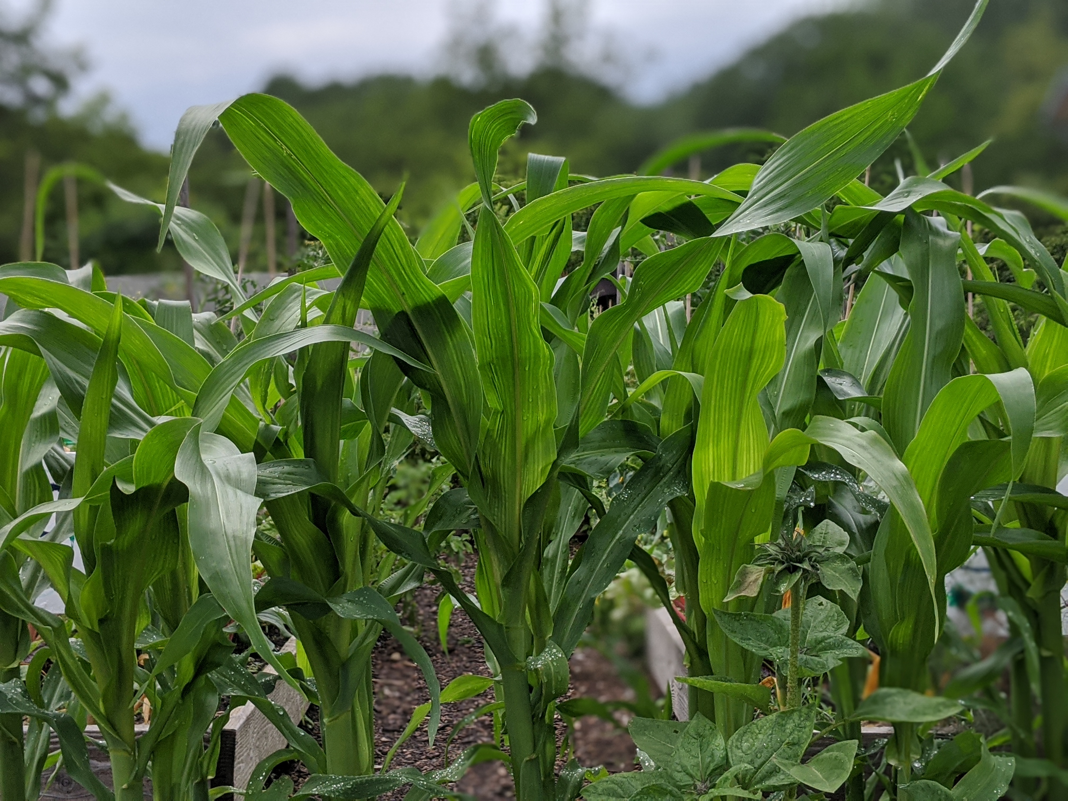 Genomic windows into ancient agriculture of the Americas