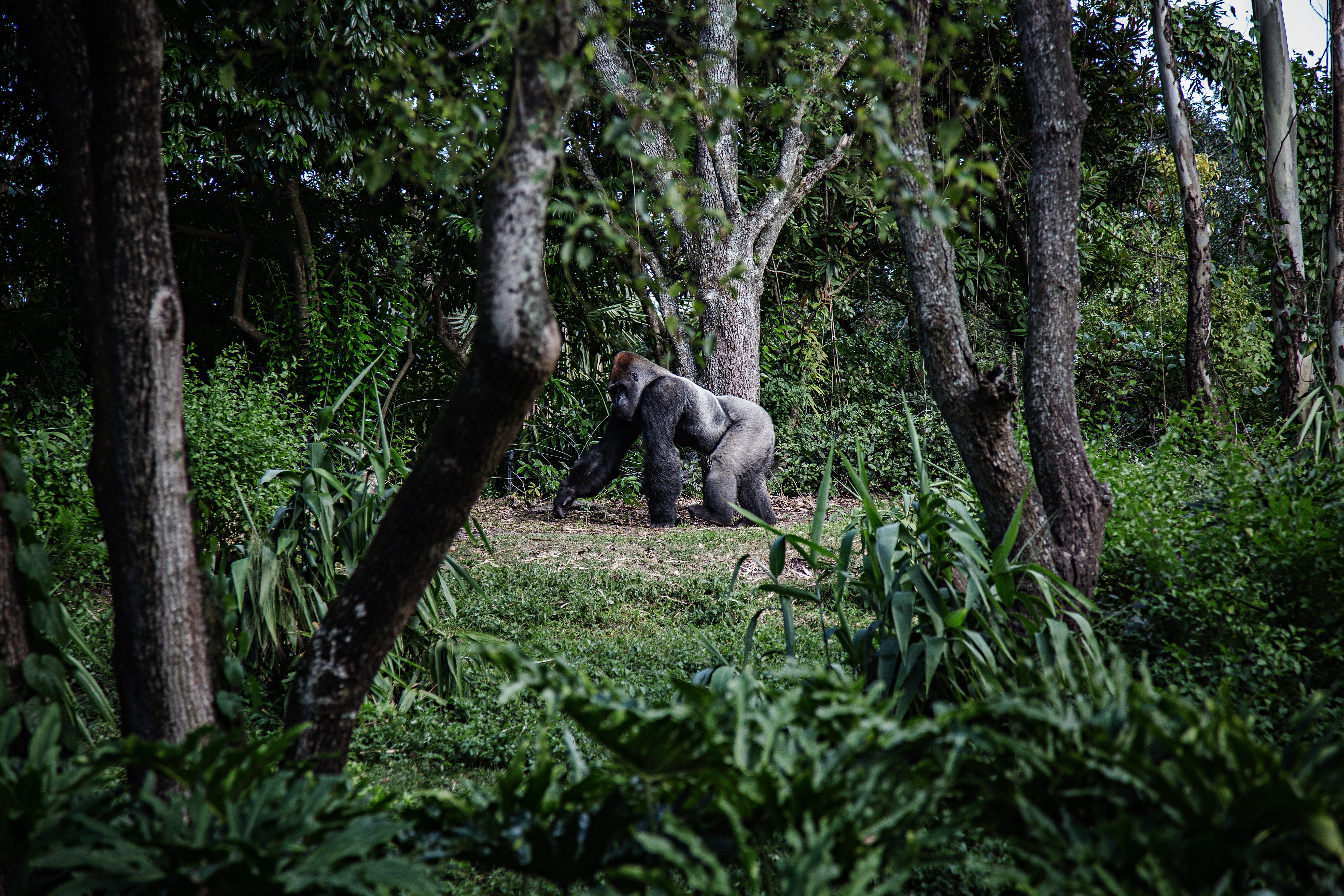 The changing space of human threats to biodiversity