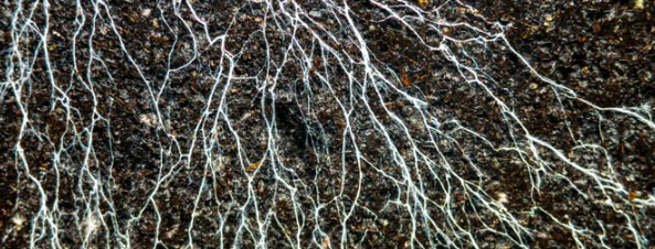 Mycorrhizal Interactions and Environmental Gradients Shape Global Tree Species Richness