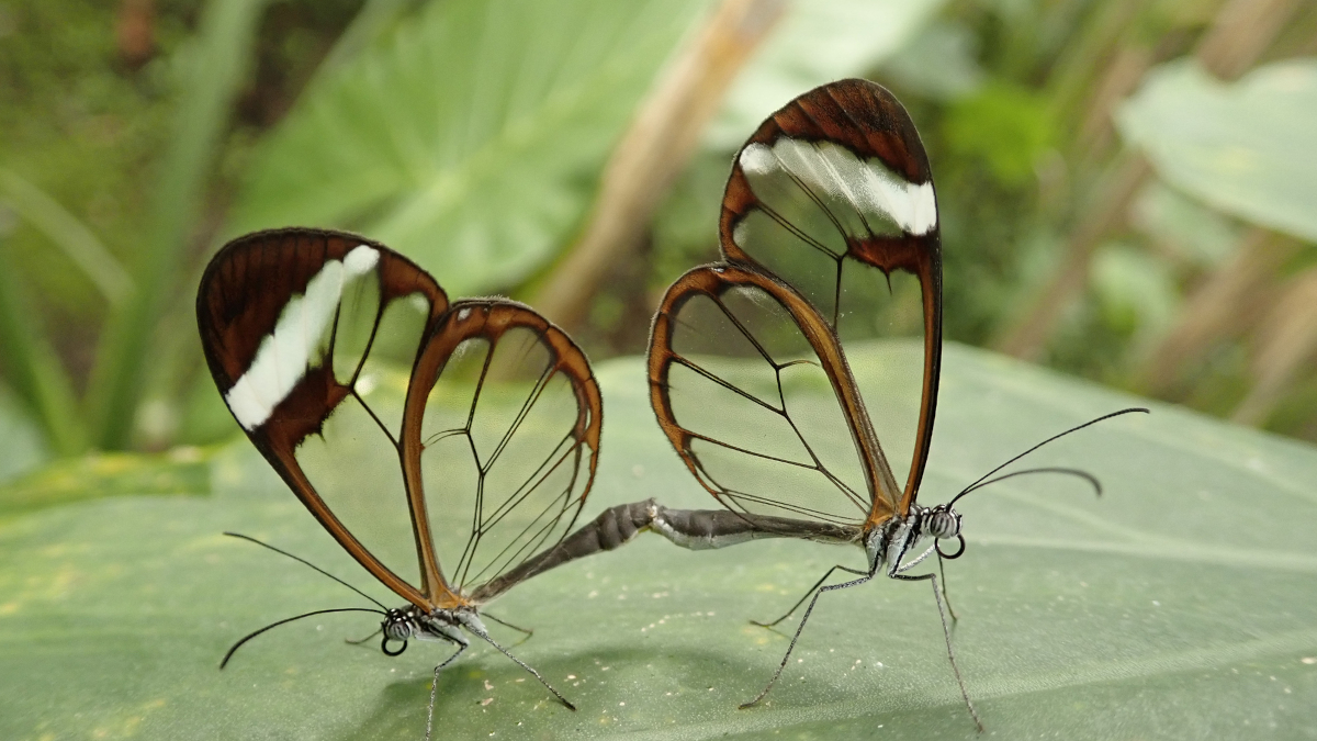 Call for papers: Evolution of sexual reproduction Collection