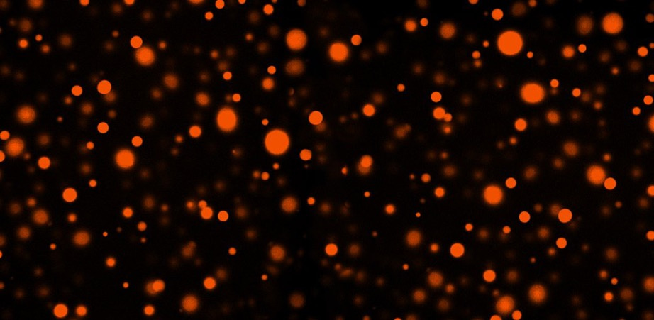 Highly active enzymes in protein-crowded droplets 