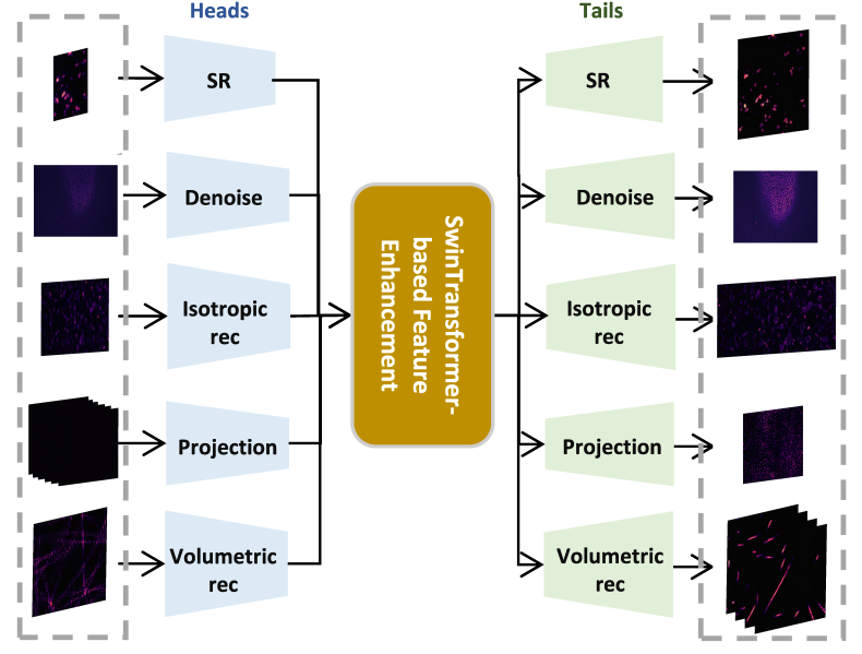 Pre-training a Foundation Model for Generalizable Fluorescence Microscopy-Based Image Restoration