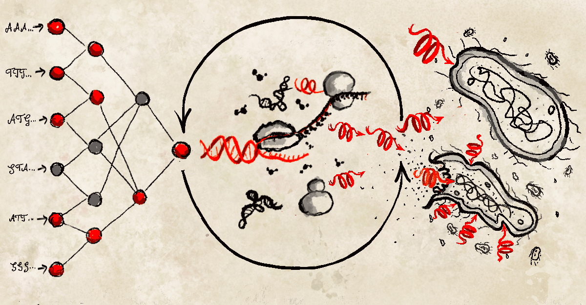 Rapid development of AI-designed antimicrobial peptides via cell-free biosynthesis