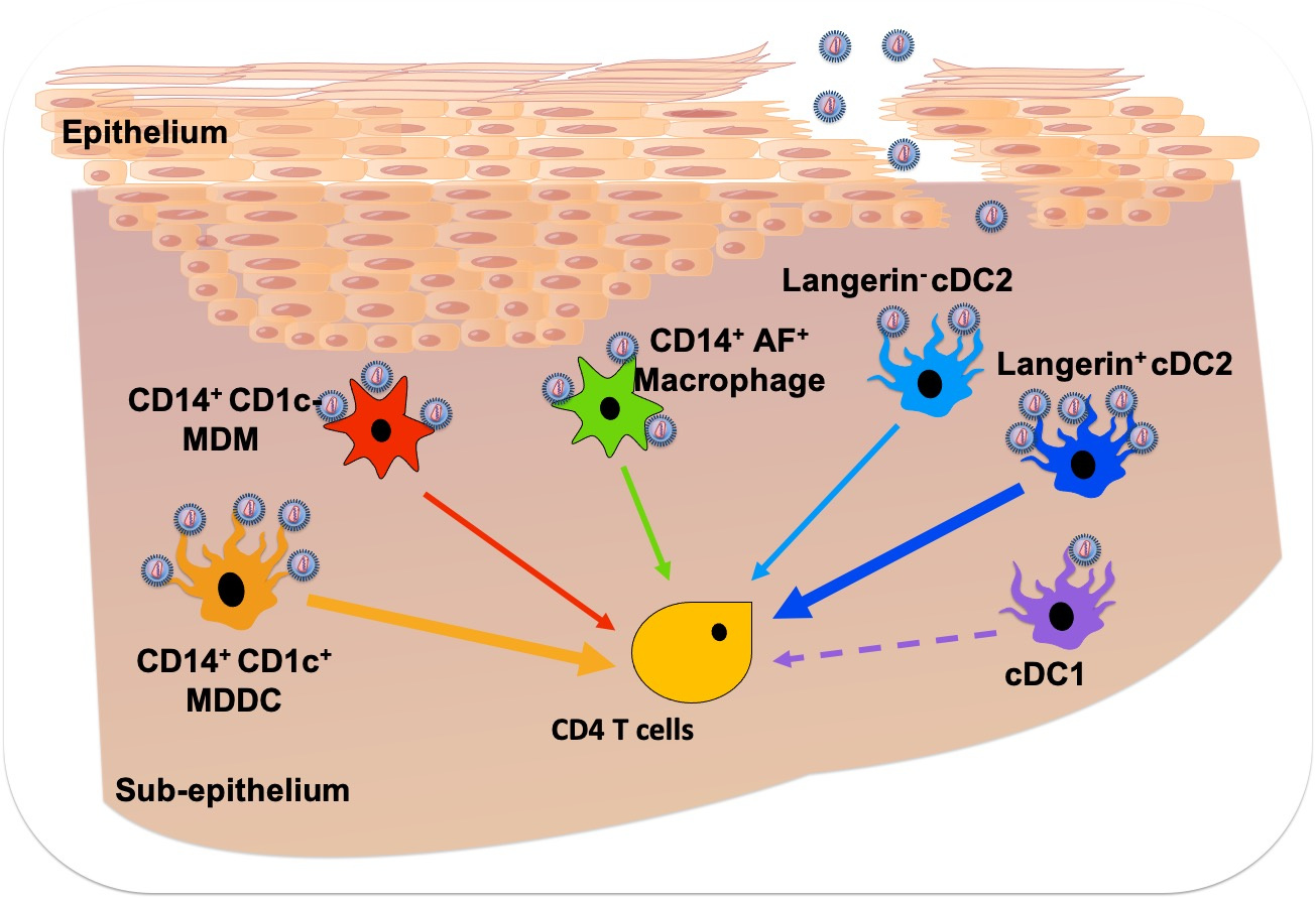 At the frontline of HIV transmission: Mononuclear phagocytes of the human anogenital and colorectal tract.
