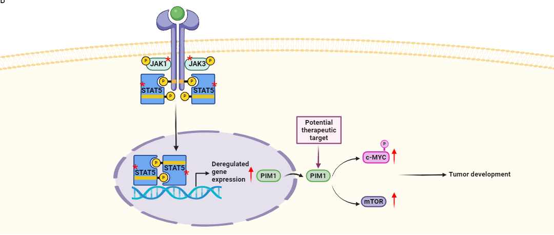 PIM1 is a potential therapeutic target for the leukemogenic effects mediated by JAK/STAT pathway mutations in T-ALL/LBL
