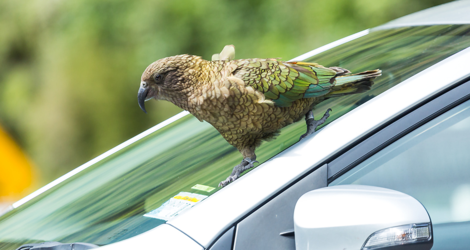 Parrots that Play the Probabilities: Evidence of Domain-General Intelligence in Kea