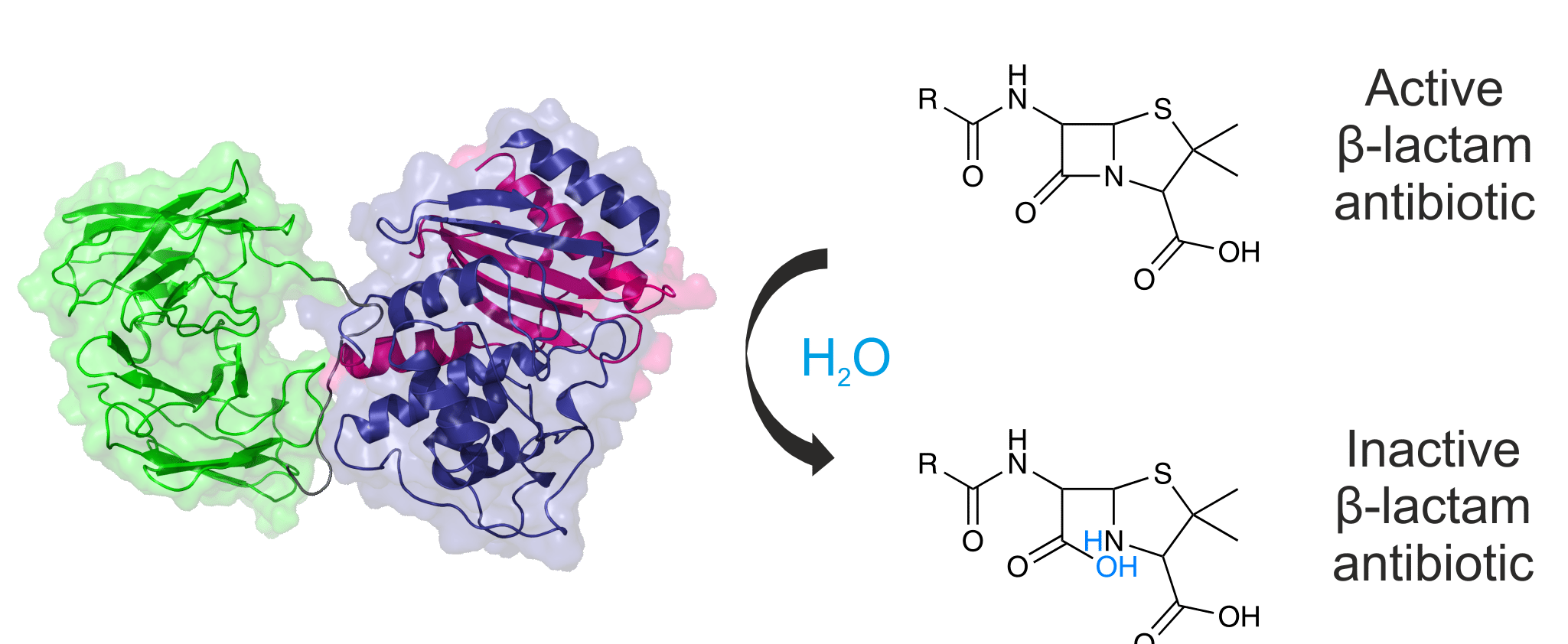 Selection and evolution of aggregation resistant proteins 