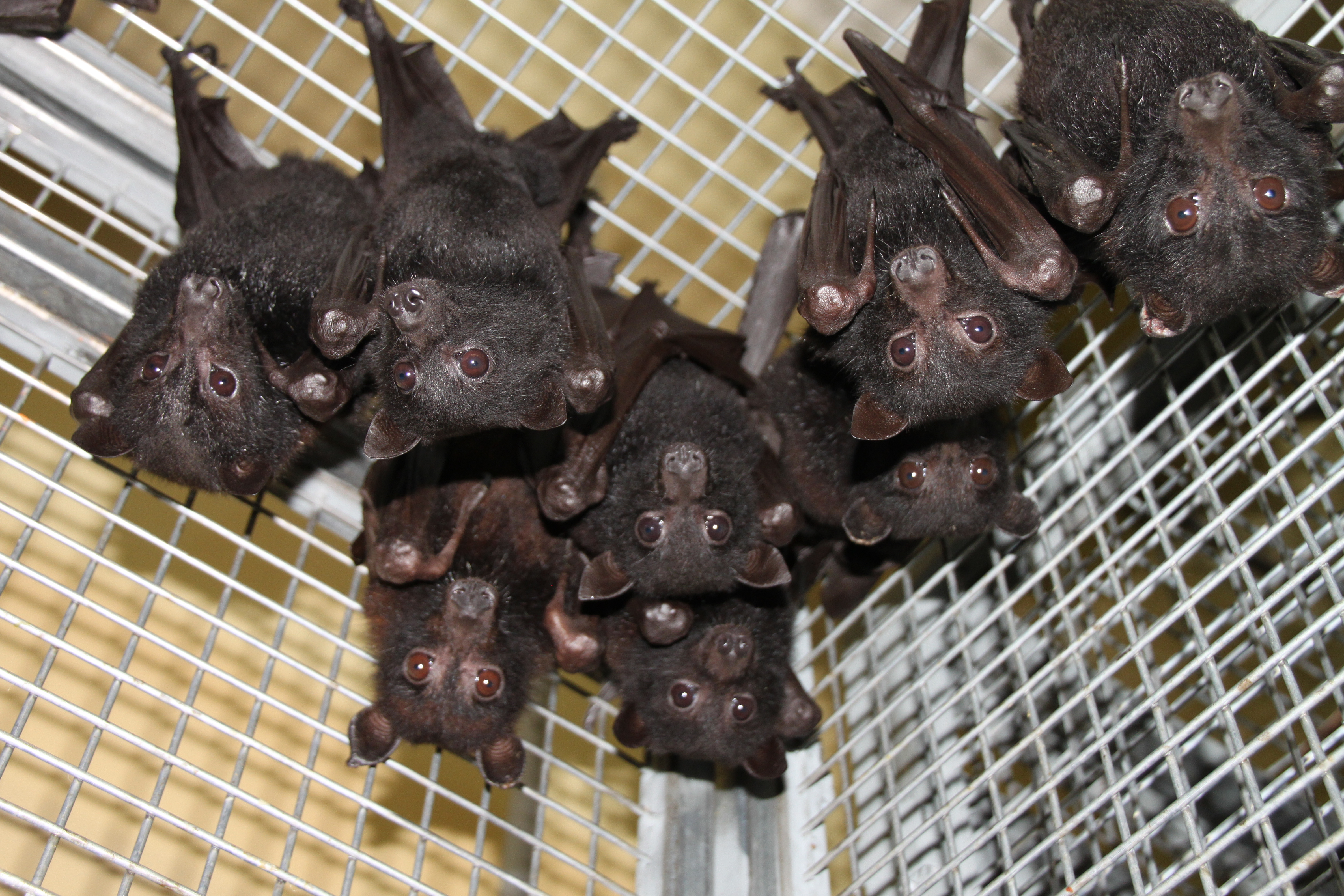Dampened inflammation in bats: The NLRP3 inflammasome.