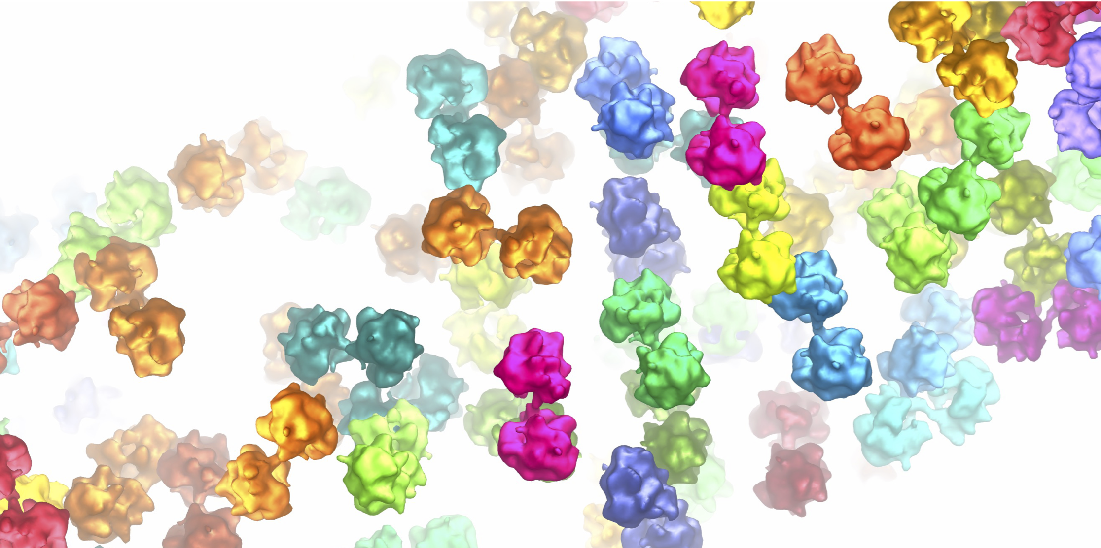 Two of a kind: a snapshot of microsporidia ribosomes.