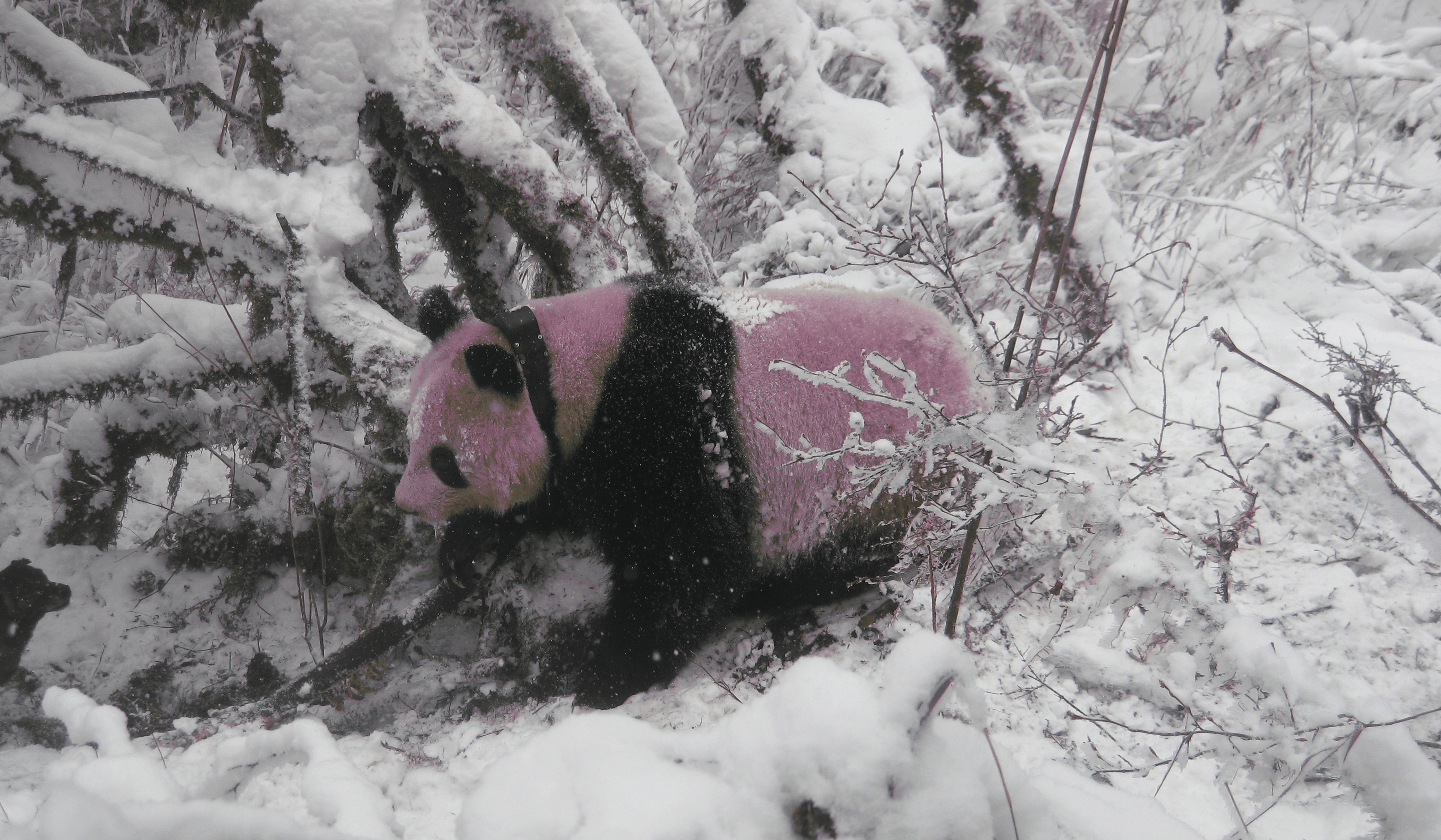 Panda Dynasty