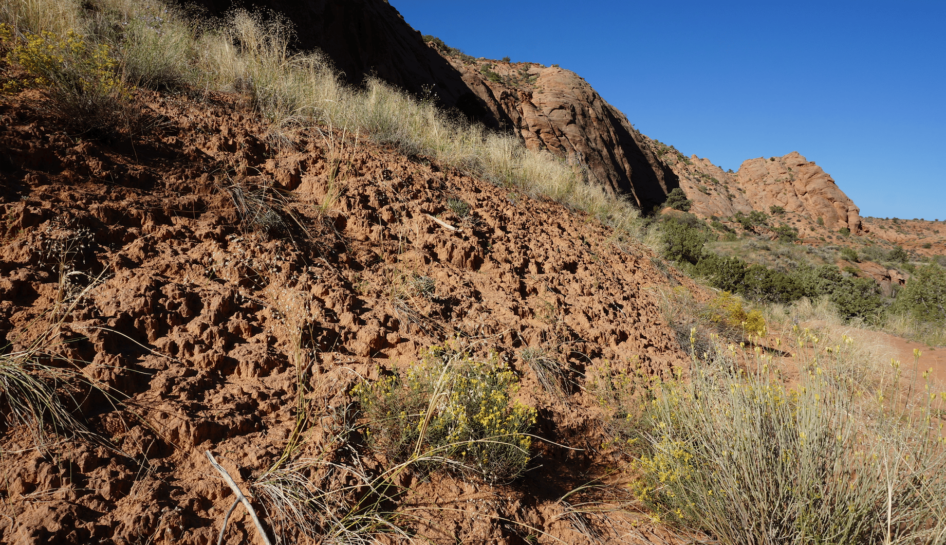 Feeding frenzy: Linking soil chemistry and microbial community structure