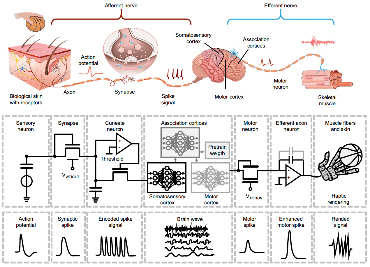 A Bioinspired Tactile Scanner for Computer Haptics 