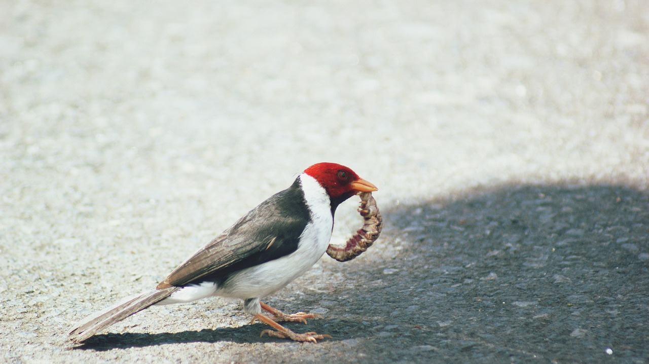 Habituation is more than learning to ignore