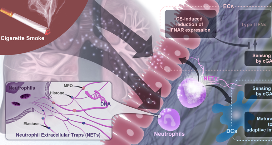 DNA of neutrophil extracellular traps promote autoimmunity in chronic obstructive pulmonary disease