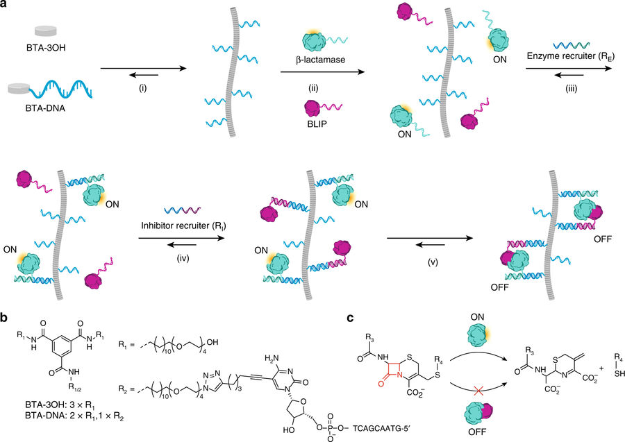 Journal Club | Proteins recruited into the fold of supramolecular polymers