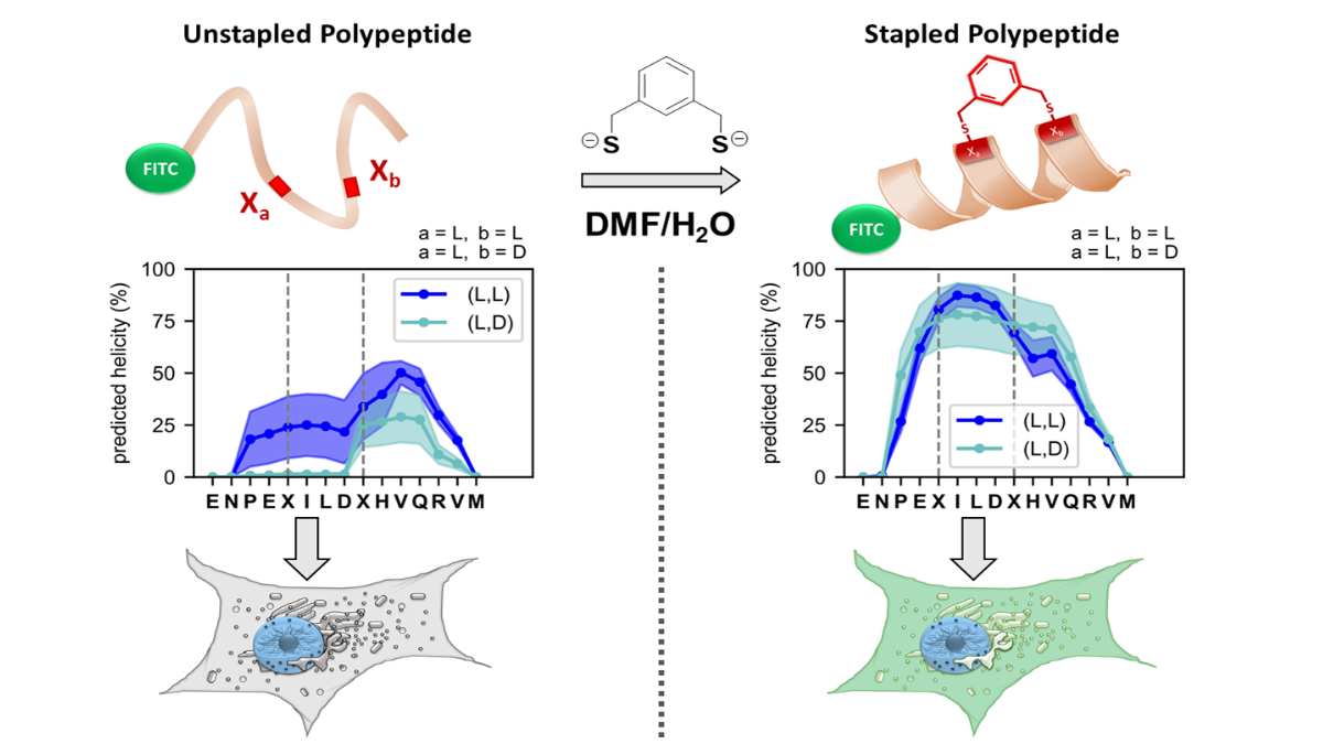 A fluorine-thiol displacement reaction as a peptide stapling platform