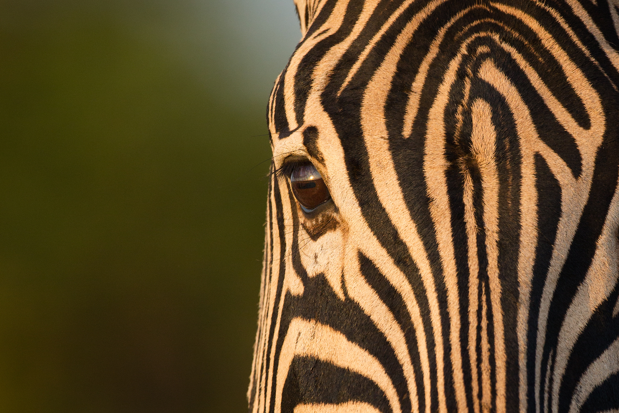 Underneath the zebra’s stripes 