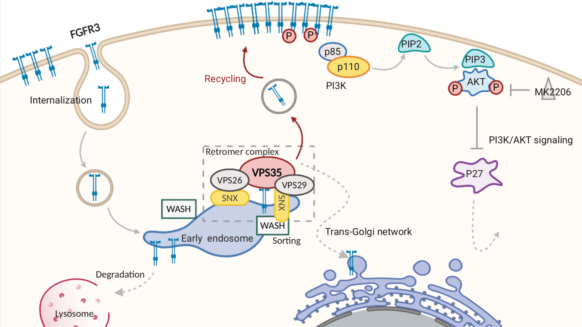 VPS35 - a novel oncogene implicated in liver hepatocellular carcinoma