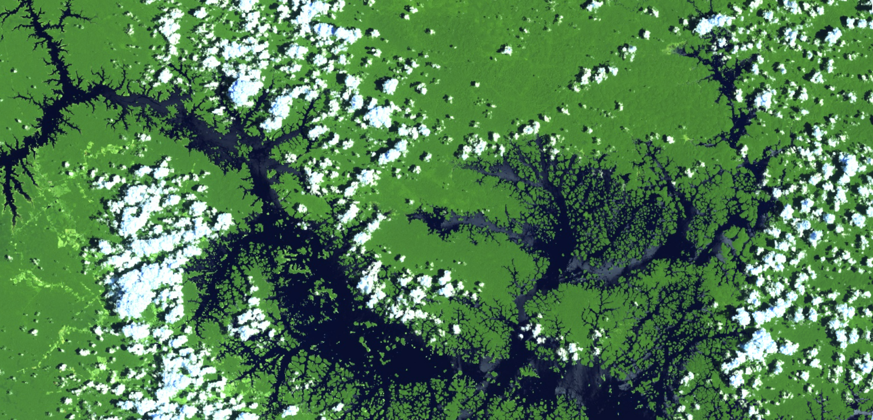 Where and when there are satellite data gaps due to cloud coverage and what are the implications for forest monitoring?