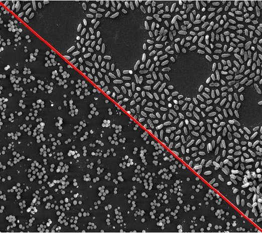 Can microbes team up against us?