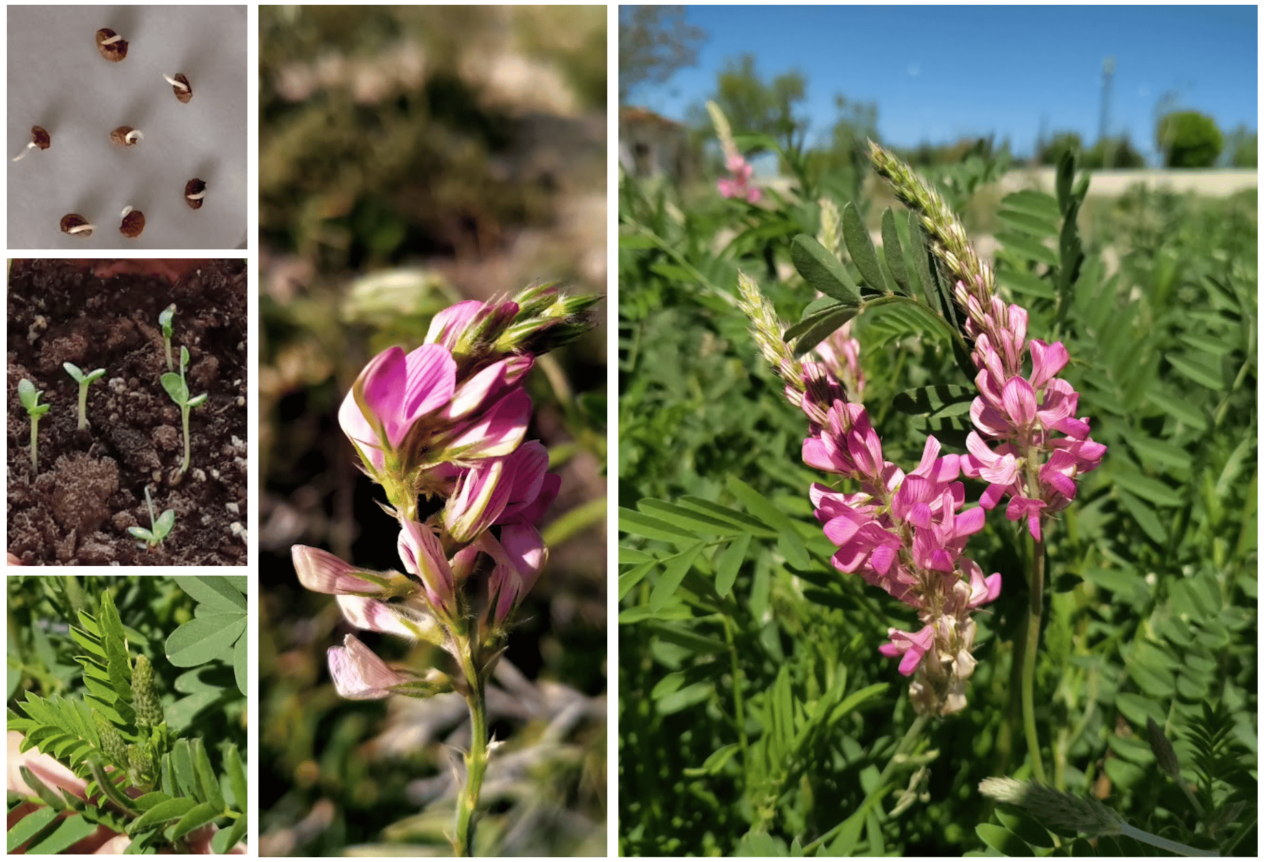 Polyploidy is a frequent phenomenon in nature, and its implications for genetics and agriculture are fascinating.
