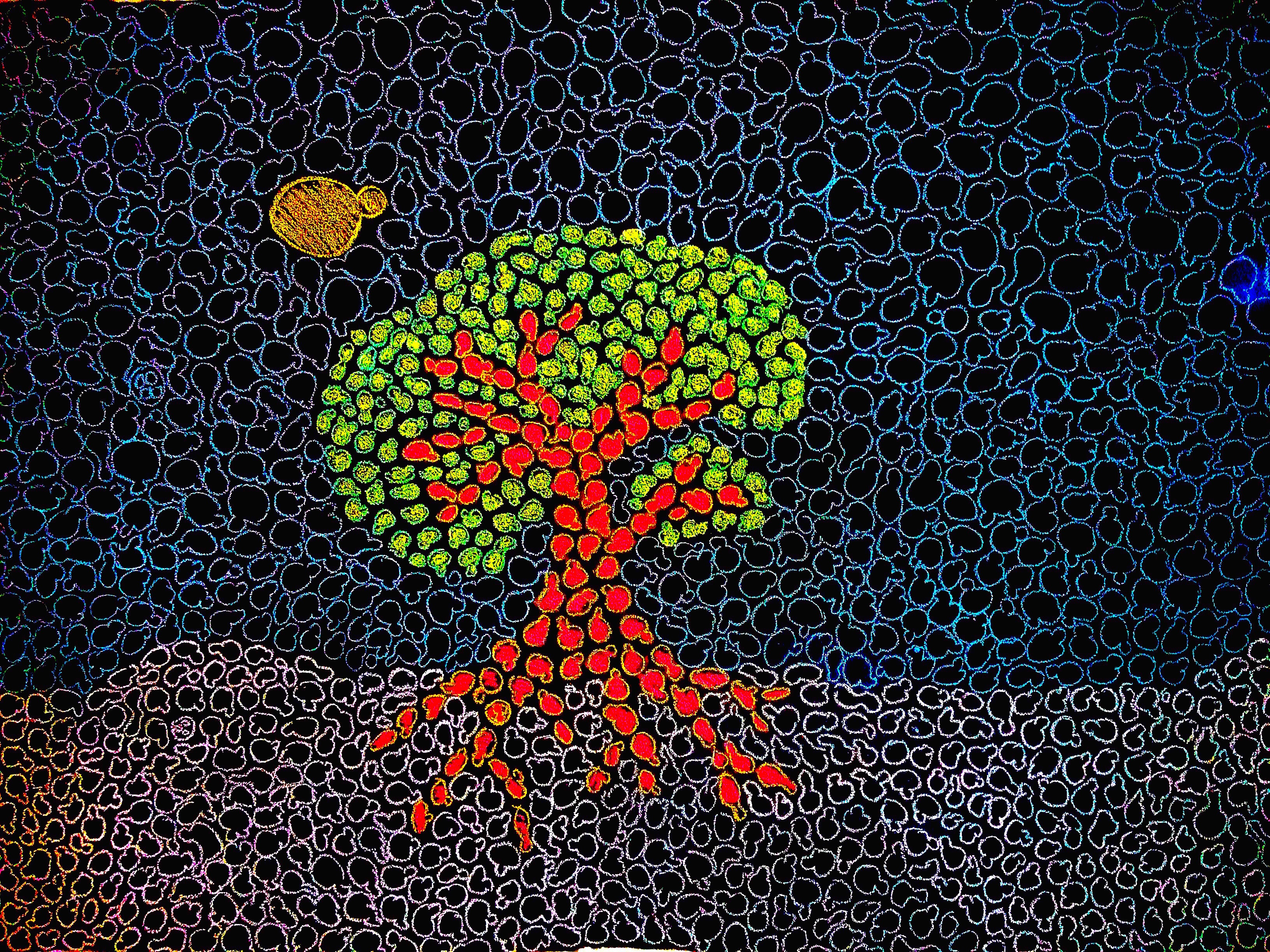 Fungal Forest