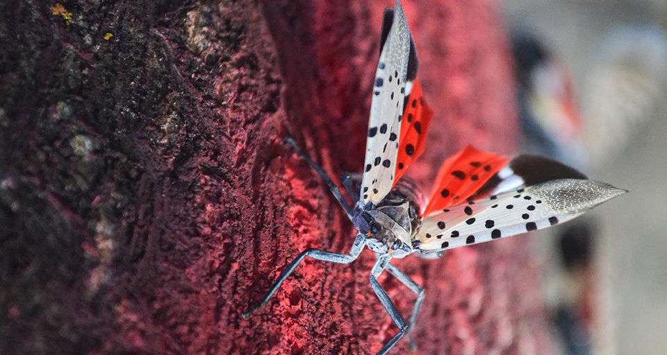 Forecasting the arrival of an insect pest