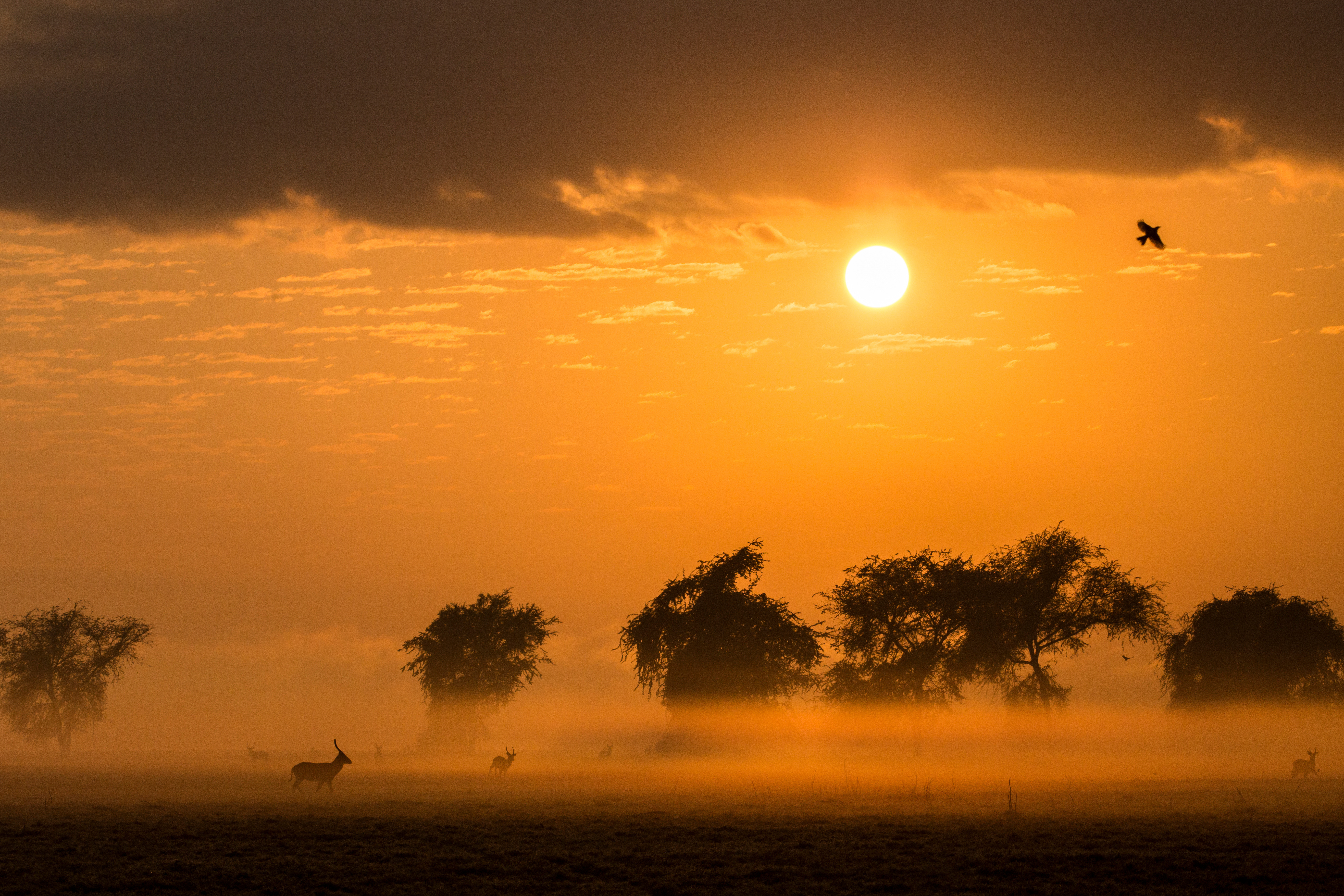 A rewilding success story in Gorongosa National Park