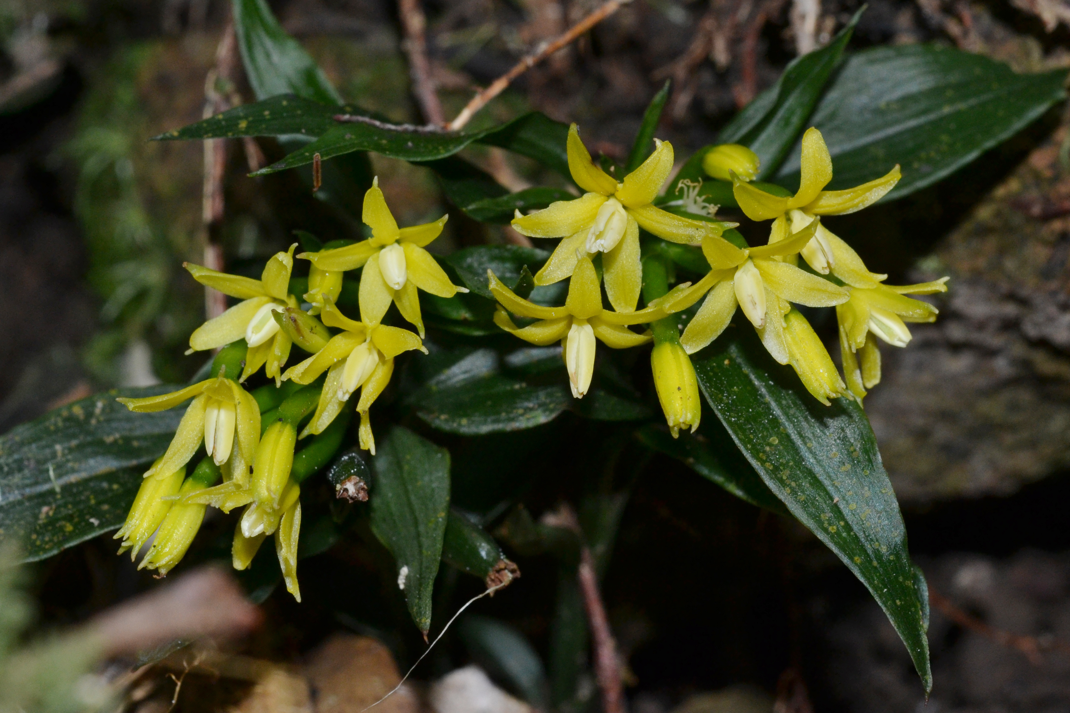 How did the orchid originate and evolve?